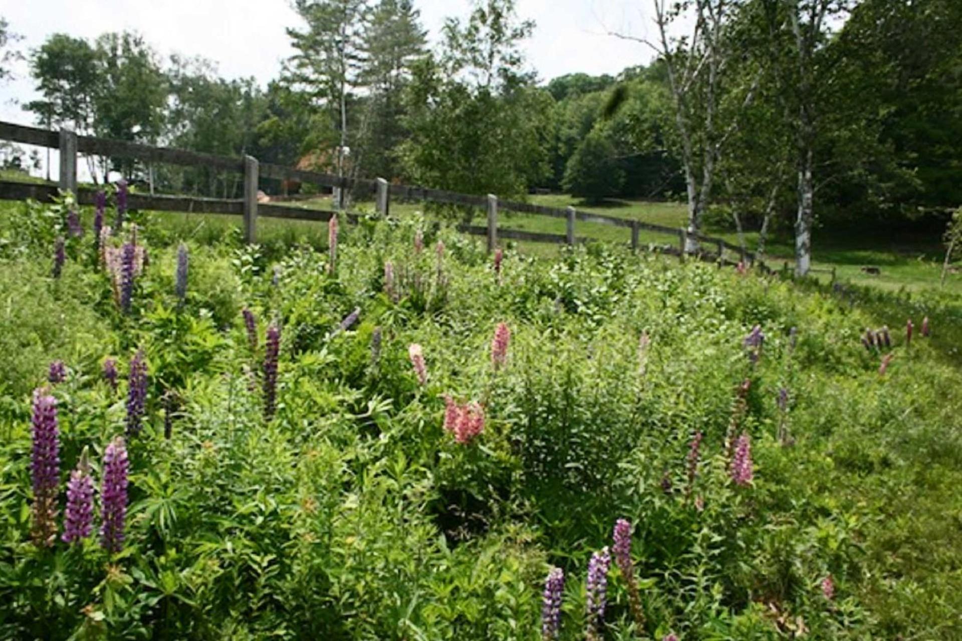 فيلا Chester Farmhouse On 100 Acres, 15 Min To Okemo! المظهر الخارجي الصورة